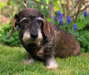 Die Chronische Niereninsuffizienz (CNI) tritt meist bei älteren Hunden auf. Foto:©Frentz/Phototeam Mischa