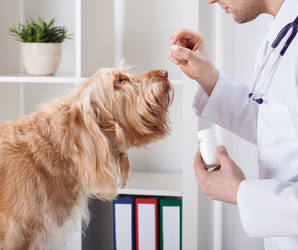 Fast alle Hunde-/Katzenhalter kennen das Problem mit den Tabletten. Kaum ein Vierbeiner schluckt diese bereitwillig, auch wenn sie noch so wichtig sind. Foto:©ClipDealer.de