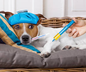 Unser geliebter Hund ist krank! Aber welche/n Tierärztin/Tierarzt ziehen wir zu Rate? Foto©shutterstock.com/Javier Brosch