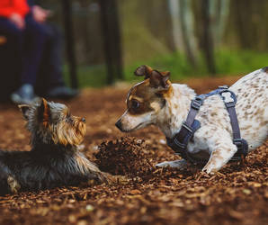 Ausgelassenes Spiel oder Bedrohung? Nur wer die Hundesprache versteht, kann in einer Gefahrensituation auch richtig reagieren. Foto©shutterstock.com/M-Production