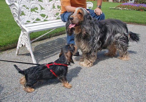 Begegnen Sie einem fremden, angeleinten Hund, ist es ratsam den eigenen ebenfalls an die Leine zu nehmen. Foto:©U.Hank Begegnen Sie einem fremden, angeleinten Hund, ist es ratsam den eigenen ebenfalls an die Leine zu nehmen. Foto:©U.Hank