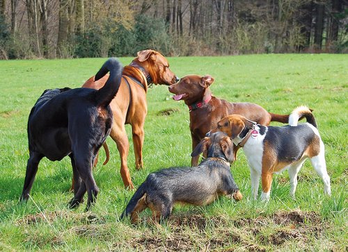 Körperhaltung, begleitet von Mimik und Lautäußerungen sprechen eine deutliche „Sprache". Das unterschiedliche Aussehen der einzelnen Rassen macht es hingegen schwierig, manche Anzeichen eindeutig zu erkennen. Foto:©S.Heinemann Körperhaltung, begleitet von Mimik und Lautäußerungen sprechen eine deutliche „Sprache". Das unterschiedliche Aussehen der einzelnen Rassen macht es hingegen schwierig, manche Anzeichen eindeutig zu erkennen. Foto:©S.Heinemann