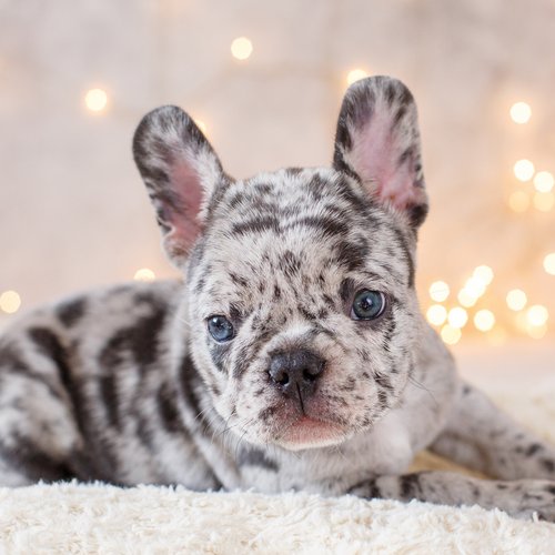 Französische Bulldogge in der Fehlfarbe blue-merle und mit blauen Augen! Foto©shutterstock.com/Lesya Pogosskaya Französische Bulldogge in der Fehlfarbe blue-merle und mit blauen Augen! Foto©shutterstock.com/Lesya Pogosskaya
