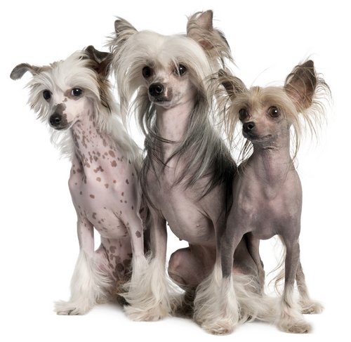 Besondere „Rasse- und Schönheitsmerkmale“ , wie hier der haarlose Chinese Crested Dog, mit z.B. weitgehender Nichtanlage ganzer Zahngruppen, sind nicht „interessant“ oder „schön(?)“, sondern krank! Foto:©shutterstock.com/Eric Isselee Besondere „Rasse- und Schönheitsmerkmale“ , wie hier der haarlose Chinese Crested Dog, mit z.B. weitgehender Nichtanlage ganzer Zahngruppen, sind nicht „interessant“ oder „schön(?)“, sondern krank! Foto:©shutterstock.com/Eric Isselee
