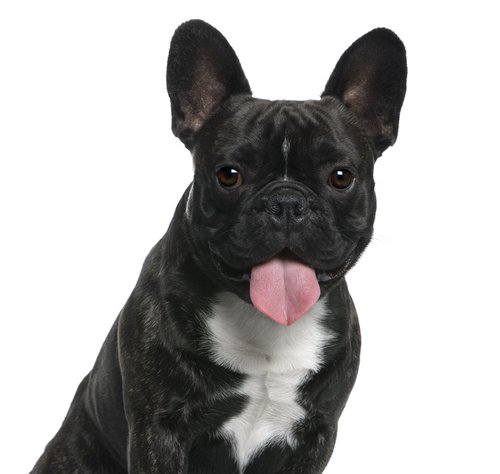 Zum Vergleich: Standardgemäße Französische Bulldogge. Foto©shutterstock.com/Eric Isselee Zum Vergleich: Standardgemäße Französische Bulldogge. Foto©shutterstock.com/Eric Isselee