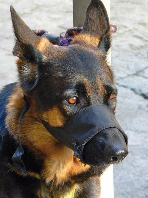 Achtung! Eine Maulschlaufe behindert den Hund deutlich am Hecheln! Foto:©Knvyf/PD/Wikimedia Commons Achtung! Eine Maulschlaufe behindert den Hund deutlich am Hecheln! Foto:©Knvyf/PD/Wikimedia Commons