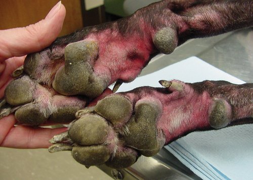 Eine Futtermittelallergie kann z.B. auch zu einer Entzündung der Pfotenhaut führen. Foto:©self/wikimedia commons Eine Futtermittelallergie kann z.B. auch zu einer Entzündung der Pfotenhaut führen. Foto:©self/wikimedia commons