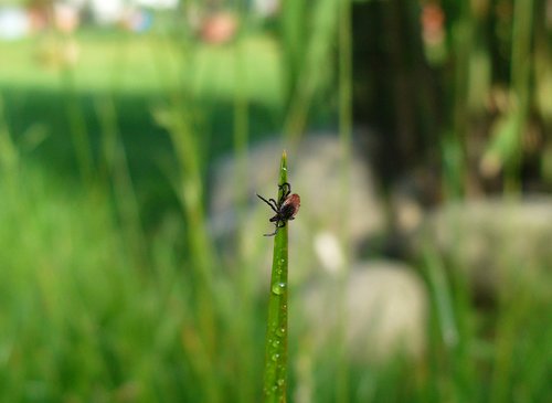Zecken lauern überall! Egal ob im heimischen Garten oder beim täglichen Spaziergang - Hund und Halter streifen die Zecke z.B. vom Grashalm ab und fangen sich so einen unliebsamen und NICHT ungefährlichen „Gast” ein. Foto:©Convergo GmbH Zecken lauern überall! Egal ob im heimischen Garten oder beim täglichen Spaziergang - Hund und Halter streifen die Zecke z.B. vom Grashalm ab und fangen sich so einen unliebsamen und NICHT ungefährlichen „Gast” ein. Foto:©Convergo GmbH