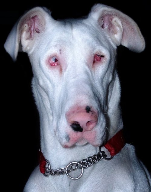 Dogge -homozygoter Weißtiger- mit schwersten Fehlbildungen! Foto©Eimann/wikimedia commons Dogge -homozygoter Weißtiger- mit schwersten Fehlbildungen! Foto©Eimann/wikimedia commons