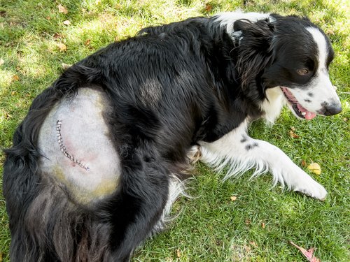 In manchen Fällen ist ein Gelenkersatz leider nicht zu vermeiden, um dem Hund ein schmerzfreies Leben zu ermöglichen. Foto©shutterstock.com/DyziO In manchen Fällen ist ein Gelenkersatz leider nicht zu vermeiden, um dem Hund ein schmerzfreies Leben zu ermöglichen. Foto©shutterstock.com/DyziO