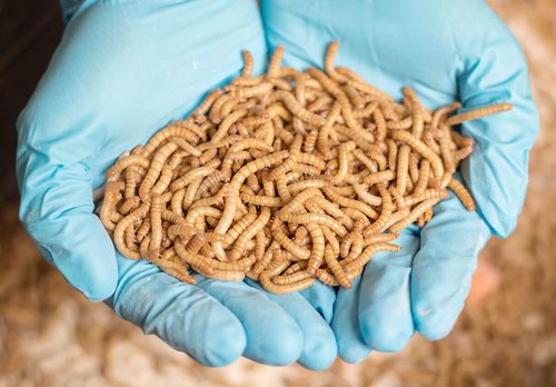 Wissenschaftliche Untersuchungen beweisen: Frische Mehlwürmer sind eine wahre Nährstoffbombe. Foto©Tenetrio Wissenschaftliche Untersuchungen beweisen: Frische Mehlwürmer sind eine wahre Nährstoffbombe. Foto©Tenetrio