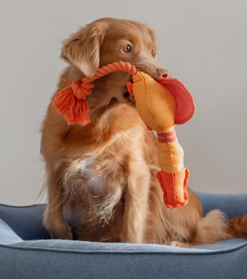 Gottlob ein SPIELANFALL - keine Epilepsie! Foto:©shutterstock.com/Tatyana Vyc Gottlob ein SPIELANFALL - keine Epilepsie! Foto:©shutterstock.com/Tatyana Vyc