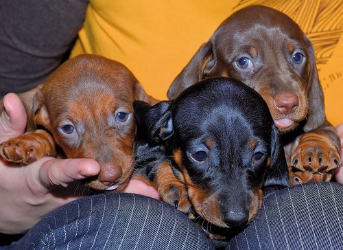 Sind sie nicht süß? Und damit es so bleibt, sollten wir auf ire Bedürfnisse eingehen. Foto:©fourlingual/flickr/wikimedia commons Sind sie nicht süß? Und damit es so bleibt, sollten wir auf ire Bedürfnisse eingehen. Foto:©fourlingual/flickr/wikimedia commons