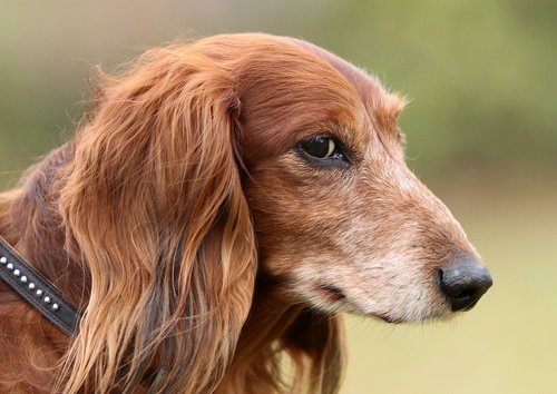 „Was guckst Du”, würde Kaya Yanar hier wohl sagen... Aber mal Hand aufs Herz, würden wir oft nicht all zu gerne wissen, was bei so einem Hundeblick in den Köpfen unserer Hunde vorgeht. Und da spielt das Alter nun wirklich KEINE Rolle. Foto:©U.Meincke/V.Venzke „Was guckst Du”, würde Kaya Yanar hier wohl sagen... Aber mal Hand aufs Herz, würden wir oft nicht all zu gerne wissen, was bei so einem Hundeblick in den Köpfen unserer Hunde vorgeht. Und da spielt das Alter nun wirklich KEINE Rolle. Foto:©U.Meincke/V.Venzke