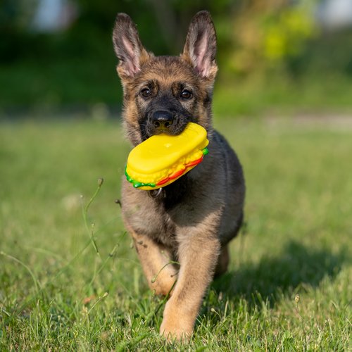 Die Konfrontation mit unterschiedlichen Sinnesreizen fördert die Entwicklung eines Welpen. ABER Überforderung kann großen Schaden anrichten! Daher bitte alles mit "Maß und Ziel". Foto:©shutterstock.com/Dan_Manila Die Konfrontation mit unterschiedlichen Sinnesreizen fördert die Entwicklung eines Welpen. ABER Überforderung kann großen Schaden anrichten! Daher bitte alles mit "Maß und Ziel". Foto:©shutterstock.com/Dan_Manila