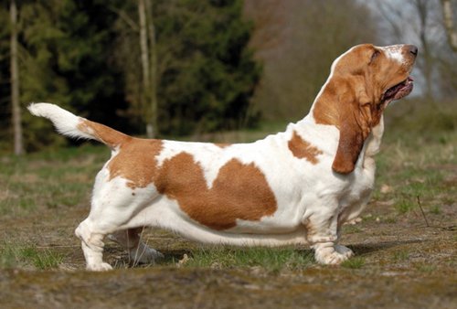 Gerade der Basset-Hound ist aufgrund seiner anatomischen Gegebenheiten -sehr langer Rücken, extrem massiger Körper, usw.- leider sehr anfällig auf Dackellähme (Bandscheibenvorfall). Foto:©Bonnie van den Born/Wikimedia Commons Gerade der Basset-Hound ist aufgrund seiner anatomischen Gegebenheiten -sehr langer Rücken, extrem massiger Körper, usw.- leider sehr anfällig auf Dackellähme (Bandscheibenvorfall). Foto:©Bonnie van den Born/Wikimedia Commons