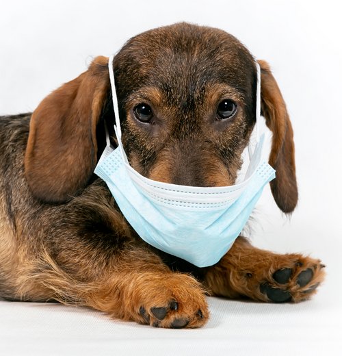 Gesundheit! Eine triefende, geschwollene oder rissige Hundenase, wie auch häufiges Niesen sind deutliche Anzeichen einer beginnenden Erkrankung. Foto:©shutterstock.com/Zhanna Kavaliova Gesundheit! Eine triefende, geschwollene oder rissige Hundenase, wie auch häufiges Niesen sind deutliche Anzeichen einer beginnenden Erkrankung. Foto:©shutterstock.com/Zhanna Kavaliova