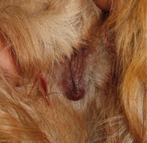 Vulva einer Hündin im Proöstrus, erkennbar am blutigen Scheidenausfluss. (Quelle: Wikipedia) - Foto:©Kalumet/Wikimedia Commons Vulva einer Hündin im Proöstrus, erkennbar am blutigen Scheidenausfluss. (Quelle: Wikipedia) - Foto:©Kalumet/Wikimedia Commons