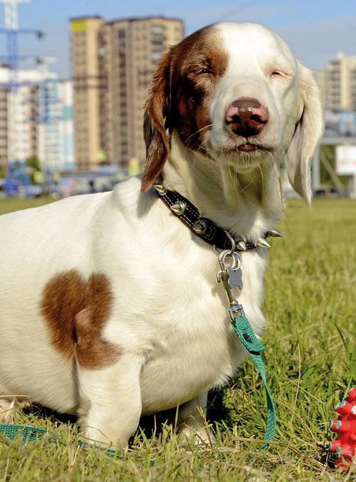 Fotos©shutterstock.com/Taisya Korchak Fotos©shutterstock.com/Taisya Korchak