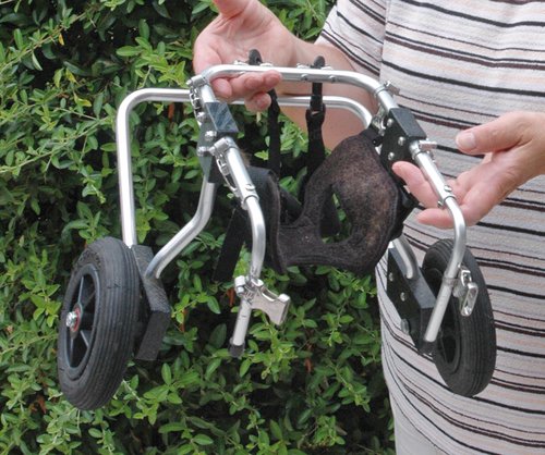 Orthopädische Laufhilfen ermöglichen Hunden mit einer dauerhaften Lähmung ein "hundewürdiges" Leben. Foto:©Pressebüro NOKEM Orthopädische Laufhilfen ermöglichen Hunden mit einer dauerhaften Lähmung ein "hundewürdiges" Leben. Foto:©Pressebüro NOKEM