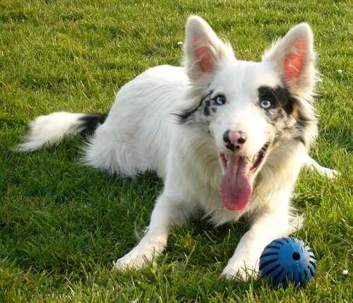 Ein Border-Collie in der Fehlfarbe white with blue merle markings. Das Ergebnis einer extremen Merle-Verpaarung. Gesunde, verantwortungsvolle Rassehundezucht sieht anders aus! Foto©Geobard/wikimedia commons Ein Border-Collie in der Fehlfarbe white with blue merle markings. Das Ergebnis einer extremen Merle-Verpaarung. Gesunde, verantwortungsvolle Rassehundezucht sieht anders aus! Foto©Geobard/wikimedia commons