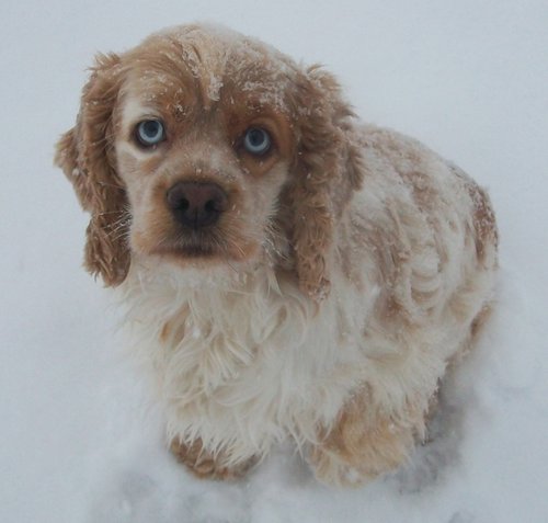 Amerikanischer Cocker-Spaniel in „red-merle“. Der extreme Pigmentverlust zeigt sich allein in den blauen Augen. Foto©ItsWolfeh/wikimedia commons Amerikanischer Cocker-Spaniel in „red-merle“. Der extreme Pigmentverlust zeigt sich allein in den blauen Augen. Foto©ItsWolfeh/wikimedia commons