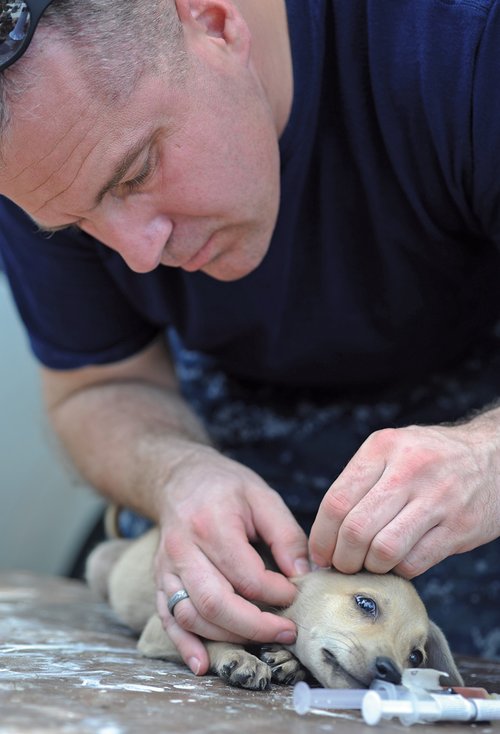 Durch Impfungen stimuliert man den Körper, Abwehrstoffe in Form von Antikörpern gegen Viren oder Bakterien und die dadurch hervorgerufenen Krankheiten zu produzieren. Damit lässt sich Ihr Tier gegen die klassischen Infektionskrankheiten besser schützen. Foto©U.S.Navy/Eric C.Treter/wikimedia commons Durch Impfungen stimuliert man den Körper, Abwehrstoffe in Form von Antikörpern gegen Viren oder Bakterien und die dadurch hervorgerufenen Krankheiten zu produzieren. Damit lässt sich Ihr Tier gegen die klassischen Infektionskrankheiten besser schützen. Foto©U.S.Navy/Eric C.Treter/wikimedia commons